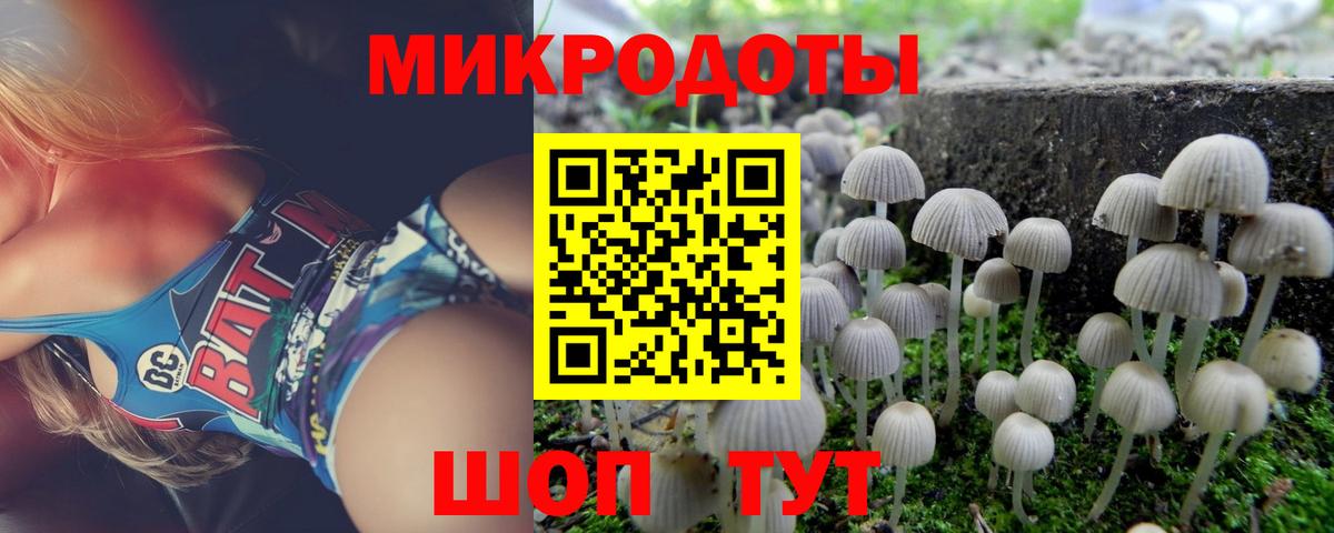 Галлюциногенные грибы Psilocybe Кандалакша